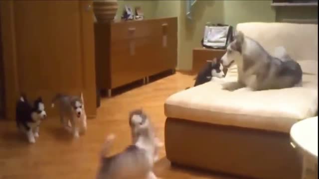 Cute Puppies Playing with Big Dogs Compilation