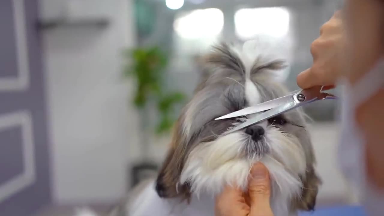 5-month-old baby shih tzu cut hain for the first time!