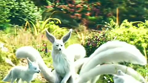 The nine-tailed fox