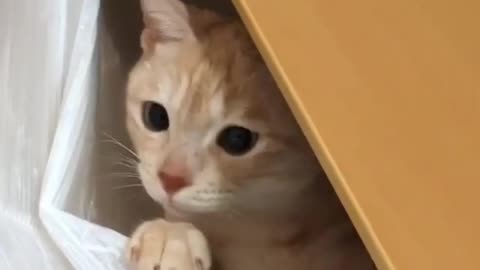 Scared kitten