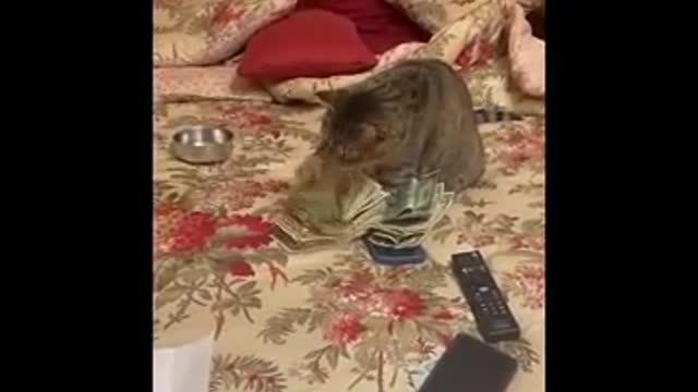 Animals funniest videos