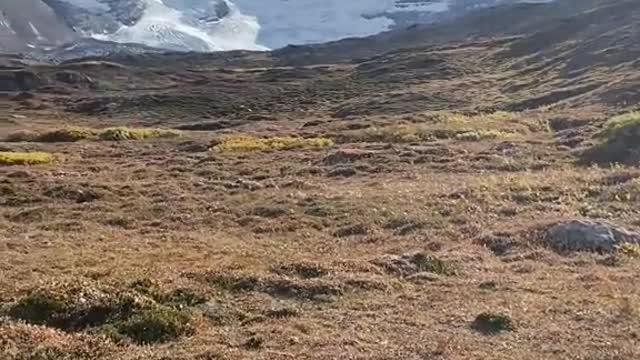 Athabasca Glacier in autumn colors🍂🇨🇦