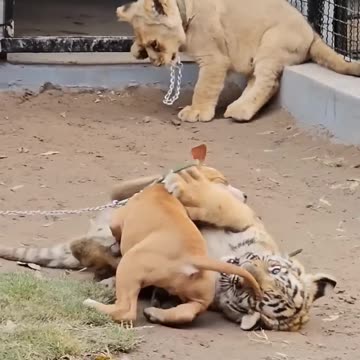 Dog Playing With Tiger,FIGHT,LOVE,VIRAL,