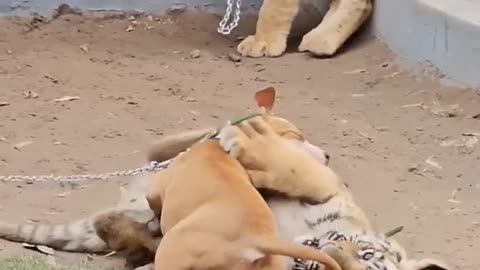 Dog Playing With Tiger,FIGHT,LOVE,VIRAL,