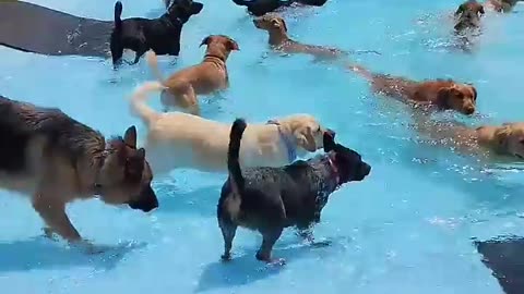 Pool Day For The Pups !!