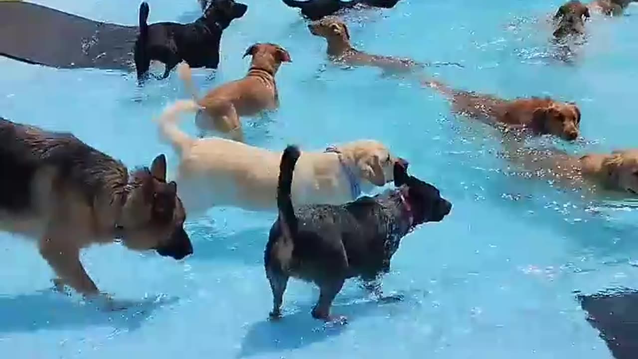 Pool Day For The Pups !!