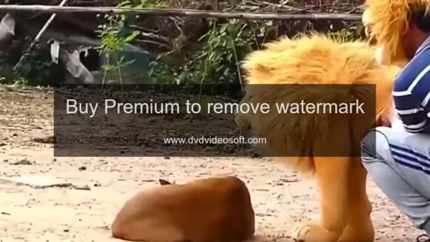 fake lion prank crazy moment