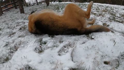Happy dog