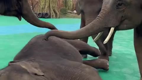 Most Funny Wild Animal - Cutest baby Elephant Videos