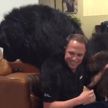 Massive Newfoundland climbs on top of owner