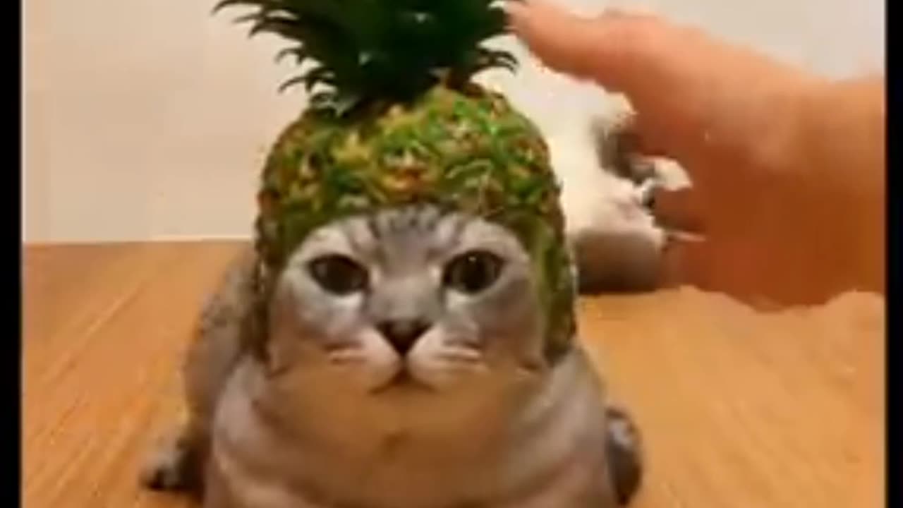 Dosto ise billi kay sar par 😱 pineapple ki topi kay mast dekh rahi hay dekh ap bhi heran ho jaogay