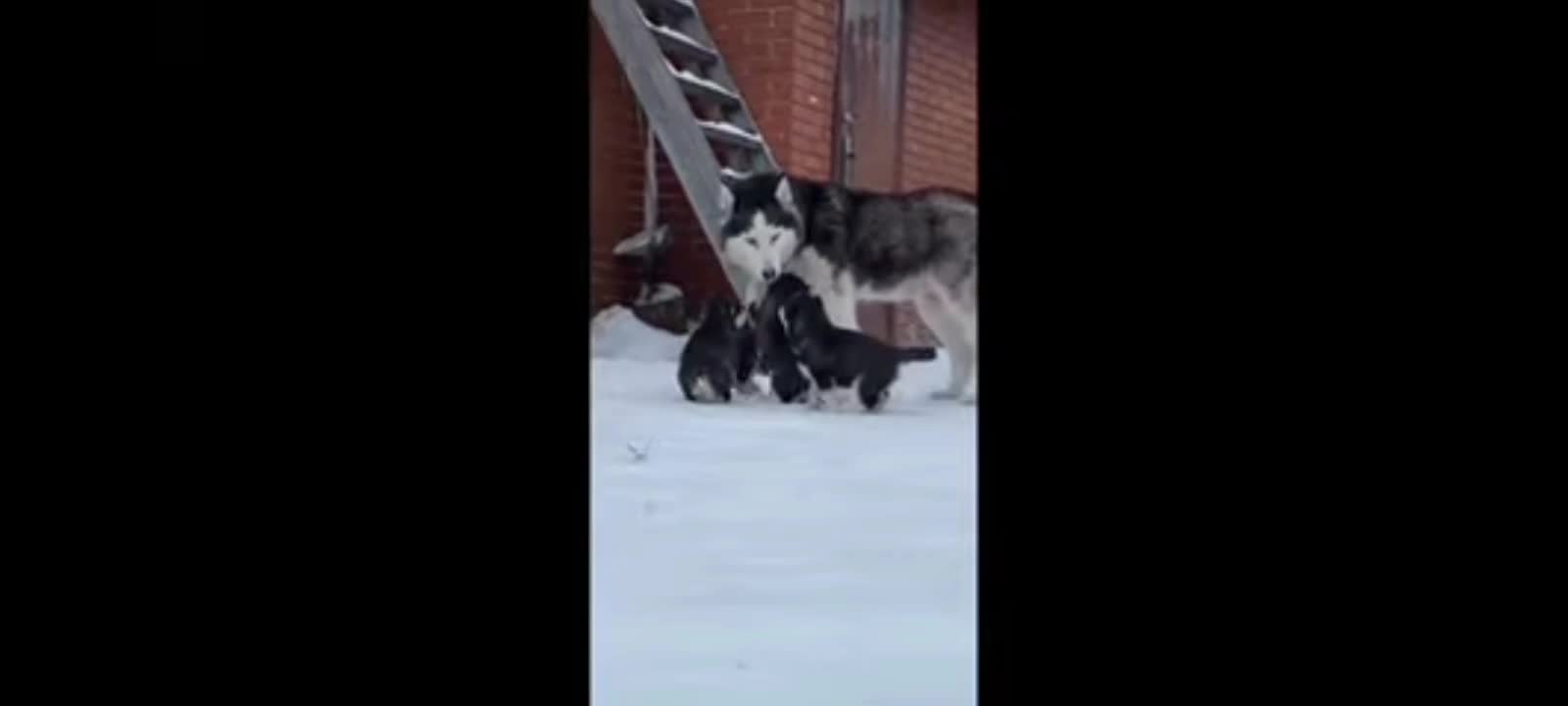 Mother dog adorably plays with her puppies