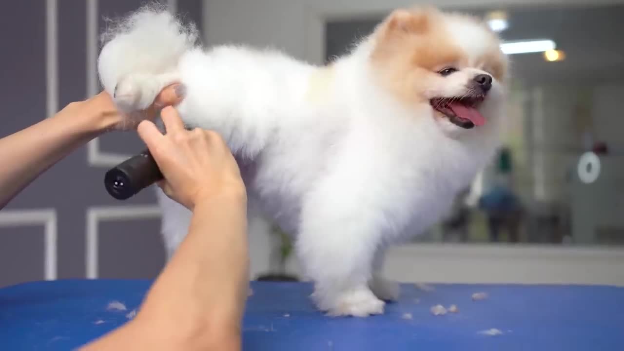 Этот щенок в опасности!! 🐶❤️А если кто-то украдет, ведь он такой милый