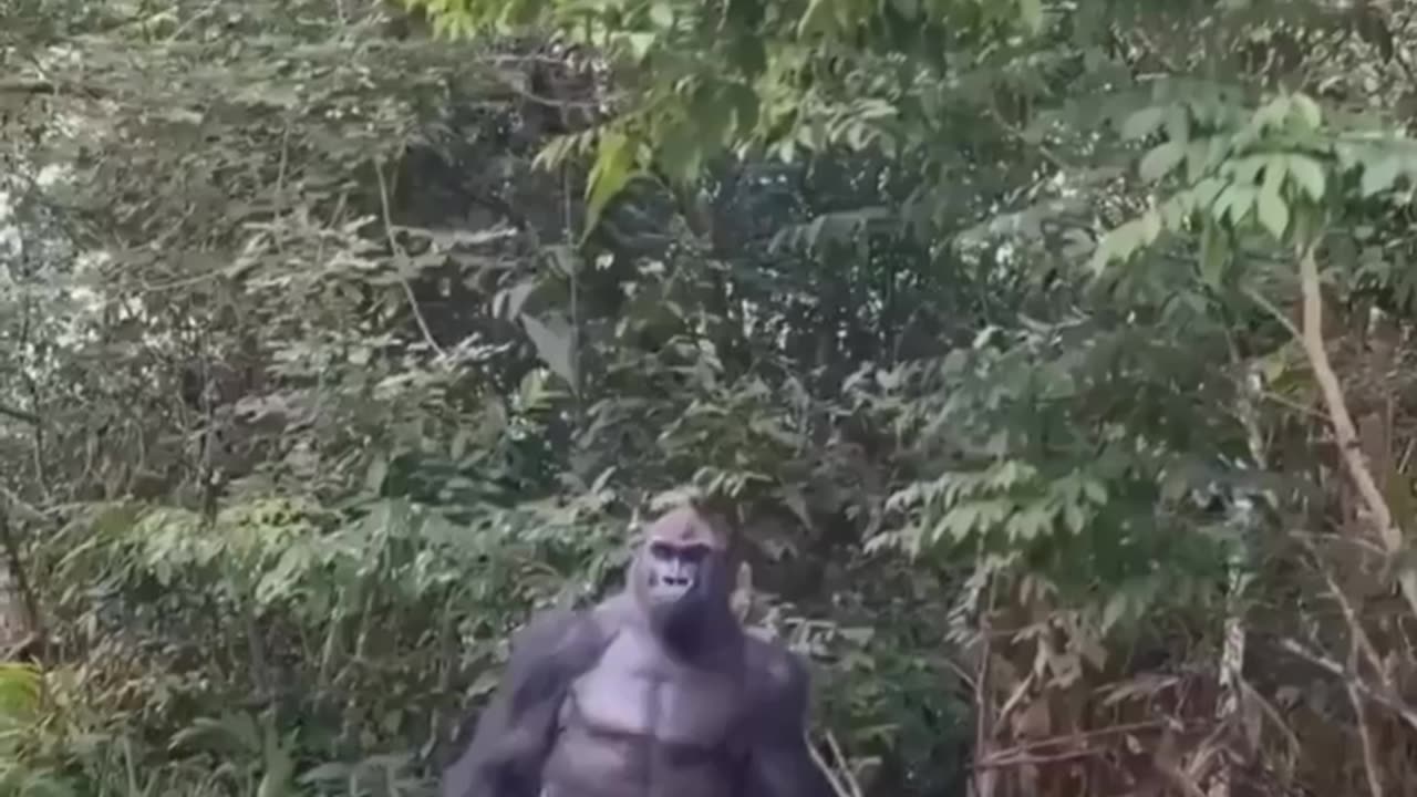 This Gorilla is HUGE