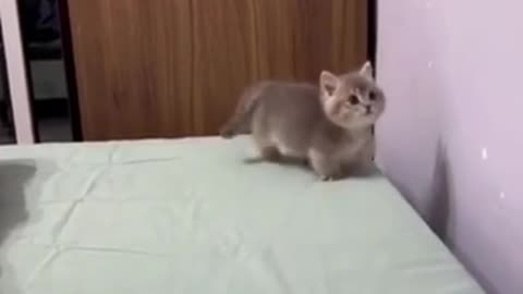 Cats funny vedio 🤣🤣