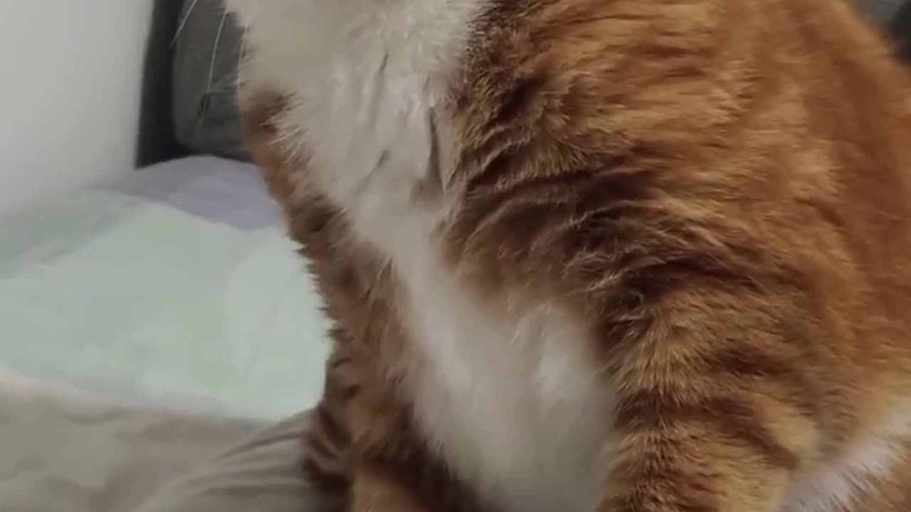 Cat reaction 😨