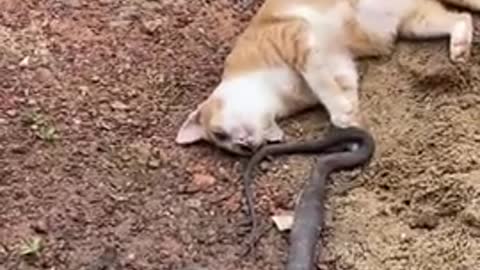 My God Cat fights the snake - Cat plays with death snake