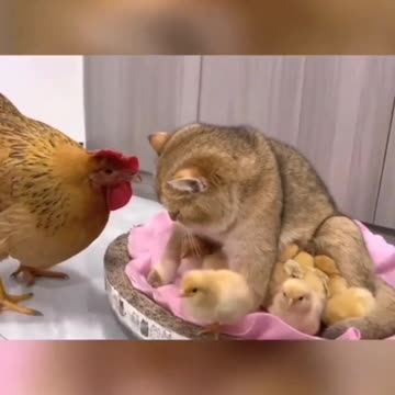 The chicken is stunned by what the cat does 😂😂😂😂