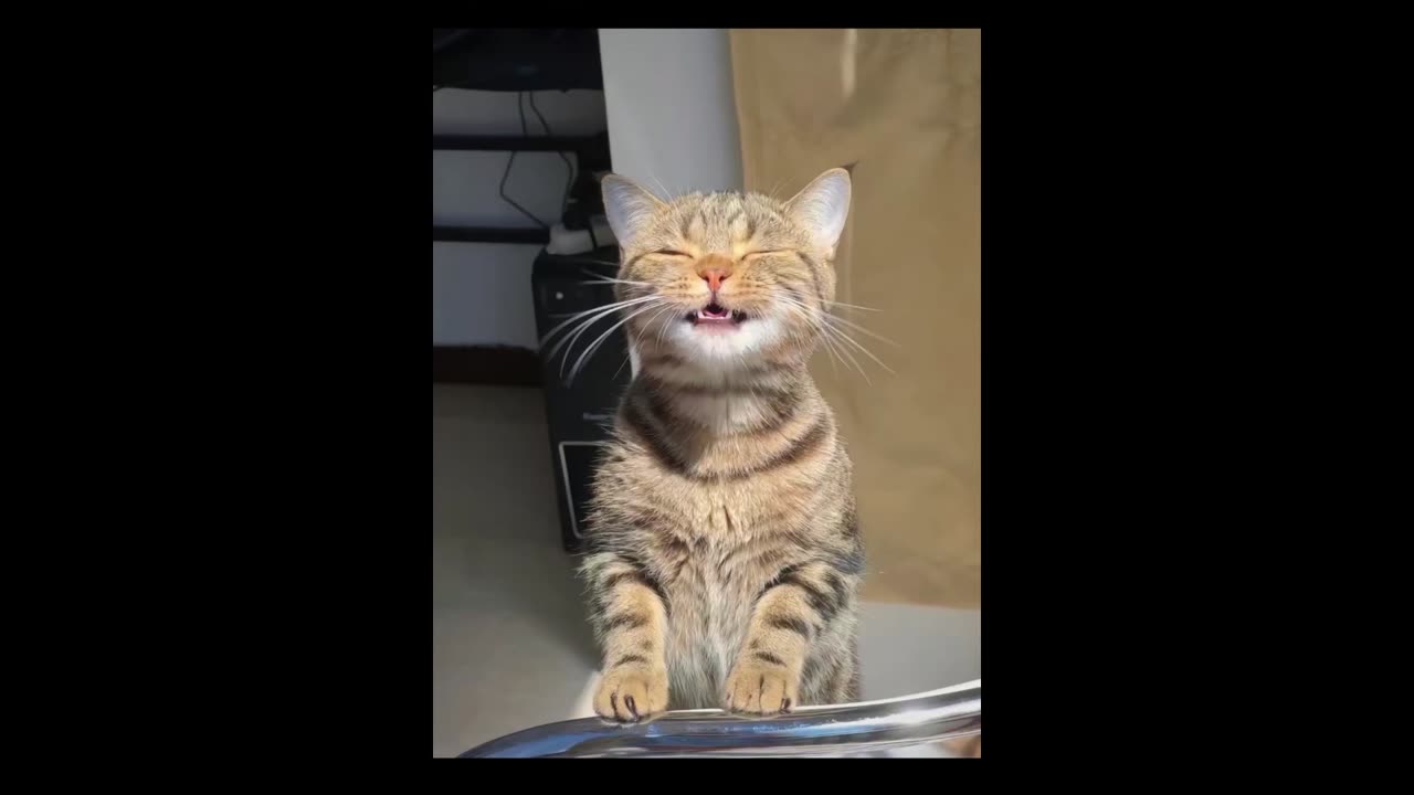 It is a laughing cat.