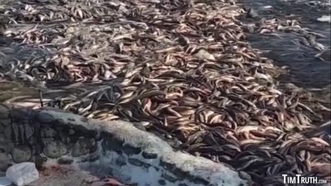 South Dakota - Huge Piles of Dead Fish in South Dakota - by the Government?