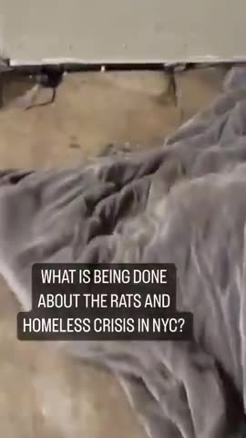 Rats In NYC - What Is Being Done About The Rats And Homeless Crisis In NYC?