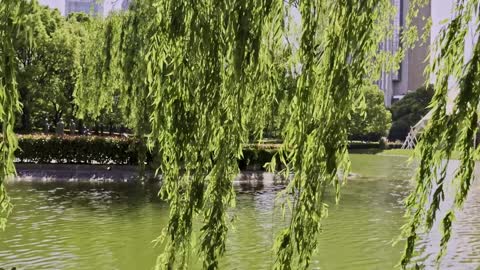 The comfortable feeling of willows drifting by the sea