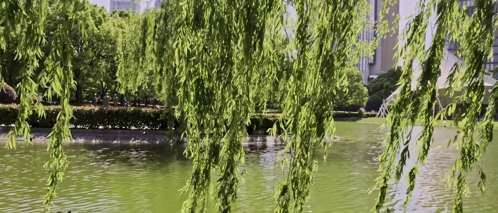 The comfortable feeling of willows drifting by the sea