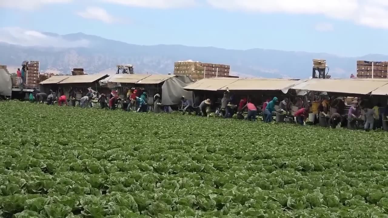 How Florida Farmers Earn $161 Billion A Year - American Farming