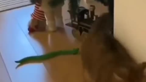 Cat funny video