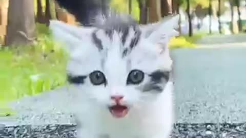 Funny cat