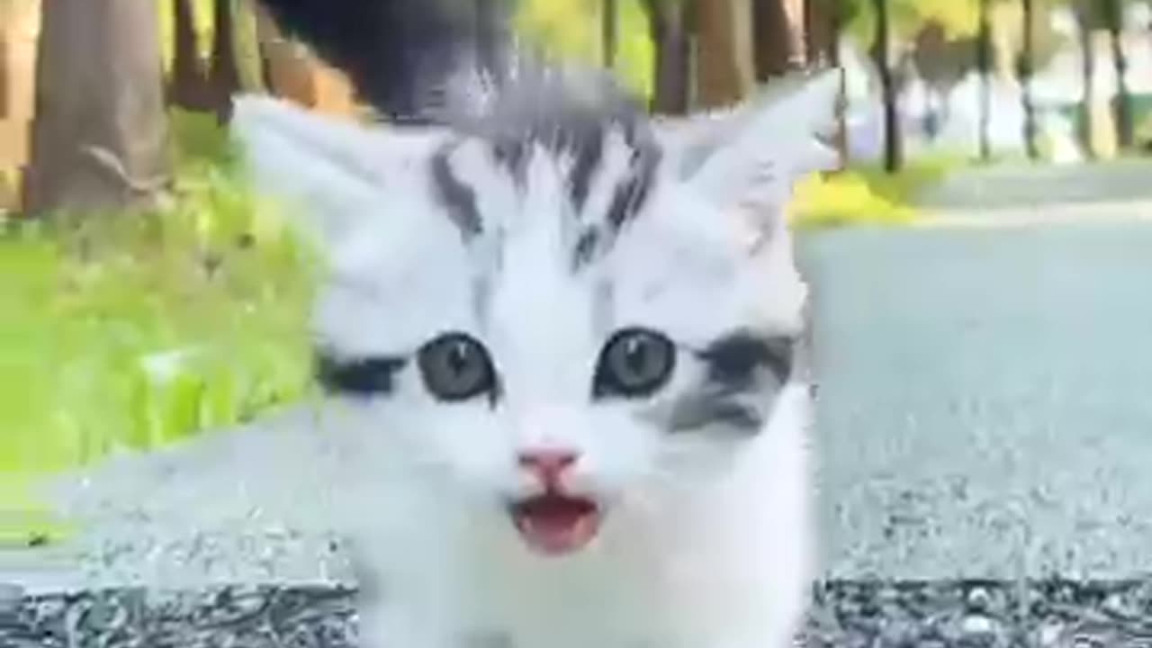 Funny cat