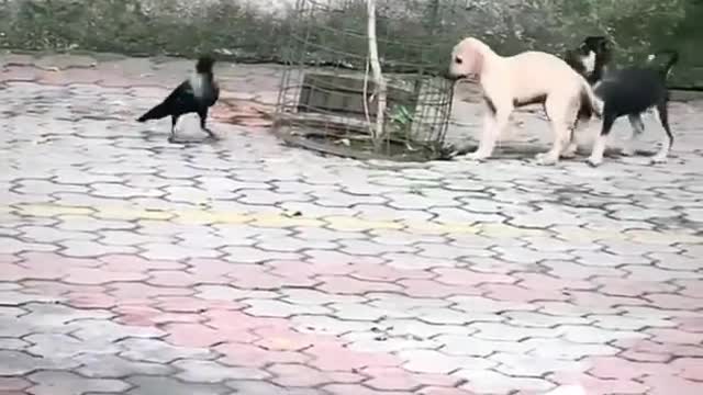 Funny Animals Videos2022 - Funniest Cats And Dogs Videos