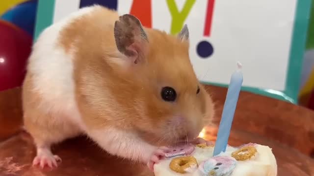 Myhamstersfirstbirthday