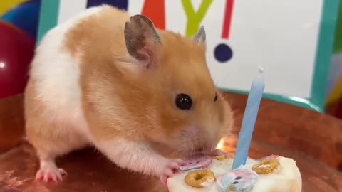 Myhamstersfirstbirthday