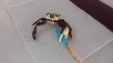 Crab With A Knife