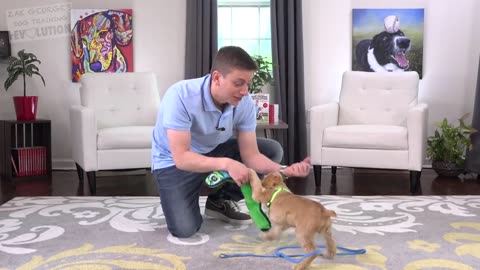 How to Train your Puppy to Come When Called NOW AND FOREVER!