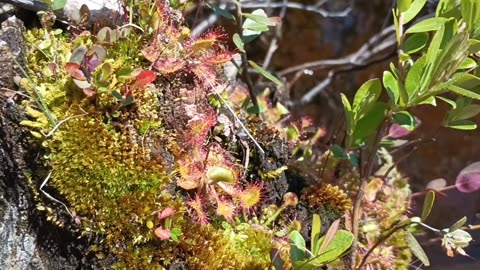 Round-leaved sundew