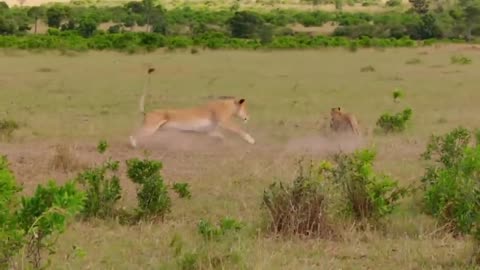 Touching Story ! Lion Becomes Gentle To Adopt Cheetah's Cubs - Cheetah Vs ,Oryx-7