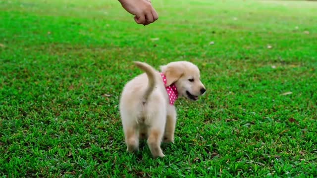 Cute puppies playing and having fun HD