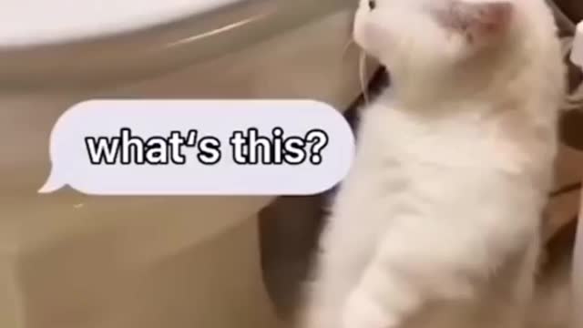 Baby cat funny videos 🤣😂😂