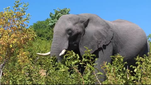 big elephant most popular elephant video