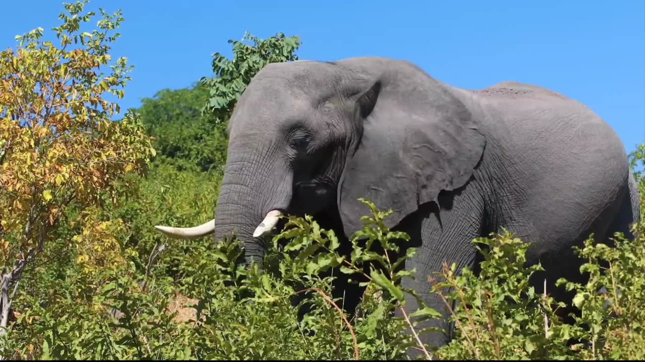 big elephant most popular elephant video