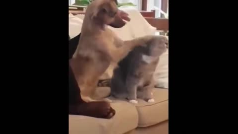 Cute and Funny Cat Videos to Keep You Smiling! 🐱