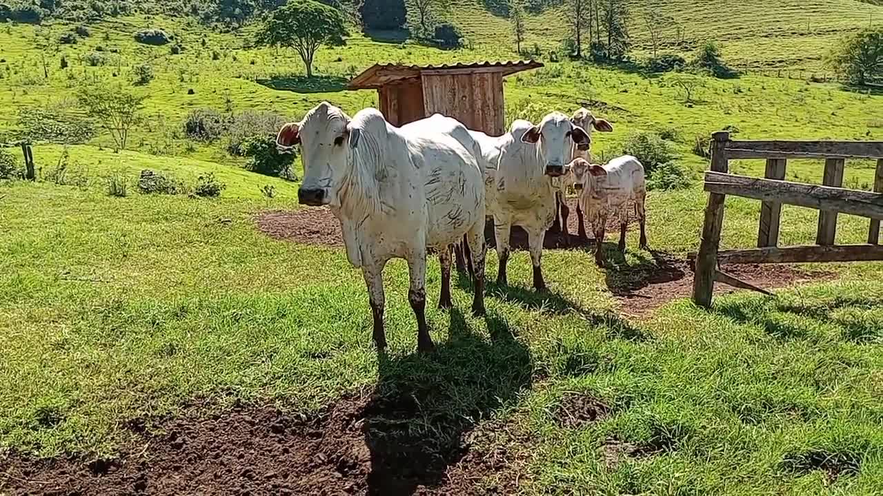 Boi volta a subir e eles não querem que você saiba!