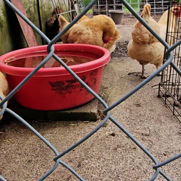 OMC! Beautiful hen comes up close to have her picture taken.