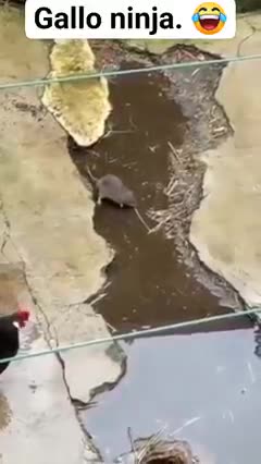 Kung Fu Rooster 🐓