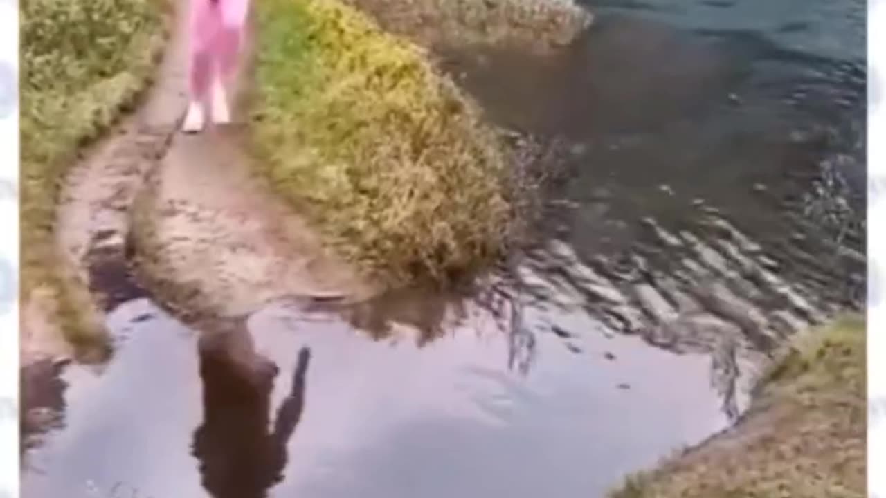 Funny Videos