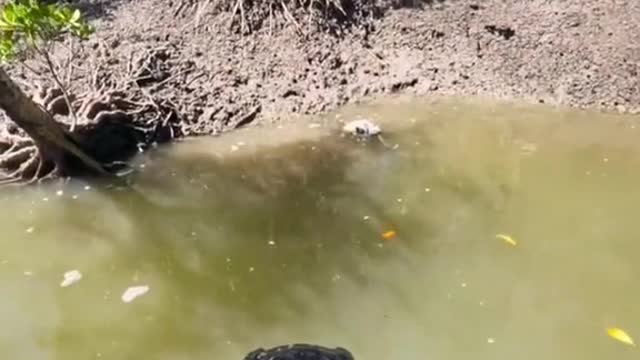 Catch & cook Mud Crabs 🦀
