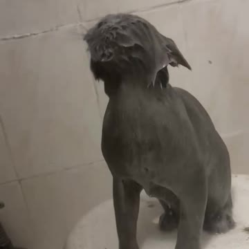 Kitten having a shower!