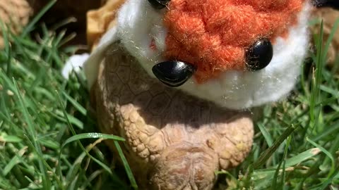 Funny Tortoise in 🦊Fox hat eats bananas! 🍌